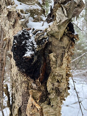 #ad Whole Chaga Over 4 1 2 lbs Fresh from Paper Birch Tree $85.00
