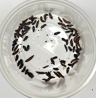 #ad 50 ct. Dermestid Beetle Colony for Insect Breeding amp; Taxidermy $18.00
