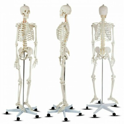 #ad 70.8quot; Life size Skeleton Model Human Anatomy Medical Students W Rolling Stand $128.96