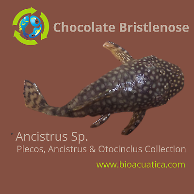 #ad 3 CHOCOLATE BRISTLENOSE 1.5 INCHES Ancistrus sp $29.00