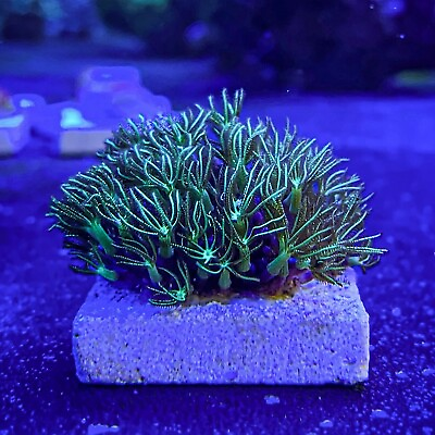 #ad live coral: WWC Long Polyp quot;Green Star Polypquot; 1 inch frag $39.95