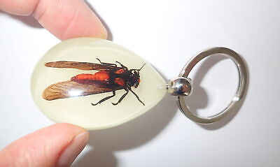 #ad Insect Acrylic Oval key ring Red Cicada Specimen Glow YK09 $13.00