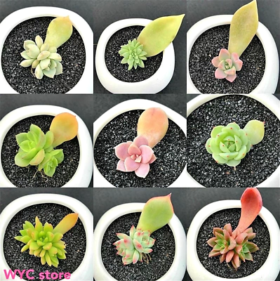 #ad 20 succulent leaves for propagation $10.99
