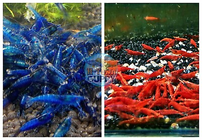 #ad 51 Fire Red amp; 51 Dream Blue Shrimp Freshwater Neocaridina Aquarium Shrimp $27.95