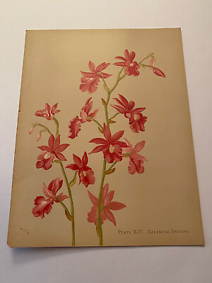 #ad K Orchids The Royal Family of Plants Harriet Stewart Miner Color Plate XIV $79.95