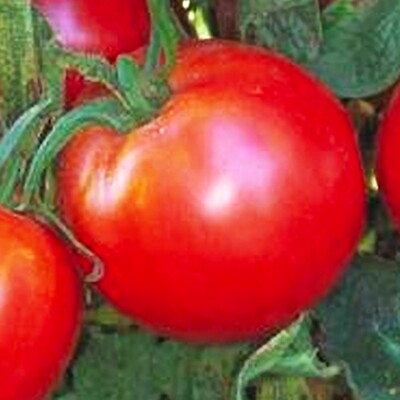 #ad Bradley Tomato Seeds NON GMO Heirloom Fresh Vegetable Seeds $4.00