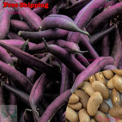 #ad Royal Burgundy Green Bush Bean Seeds Purple Pod Snap Bean Vegetable Seeds $16.68