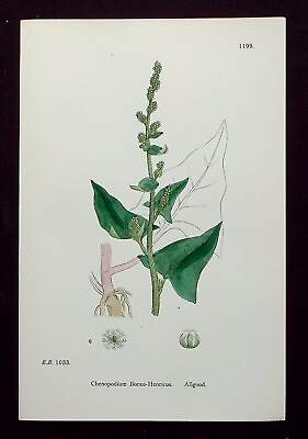 #ad CHENOPODIUM BONUS HENRICUS ALLGOOD antique flower print SOWERBY 1902 GBP 10.00