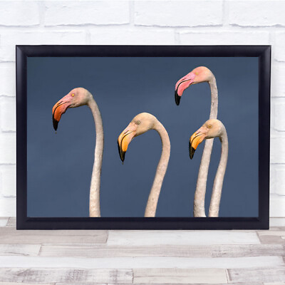 #ad Flamingos Close Up Flamingo Bird Camarga Dela Delta Wall Art Print GBP 74.99