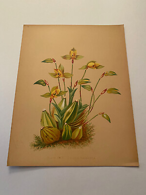 #ad K Orchids The Royal Family of Plants Harriet Stewart Miner Color Plate XIX $79.95