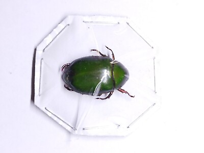 #ad Rutelidae Anomala Cupripes A1 Vietnam Taxidermy Art Projects Green Chafer Beetle EUR 4.85