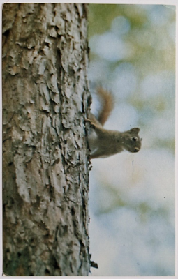 #ad Red Squirrel Vintage Postcard Northprint Grand Rapids Michigan Unposted $5.99