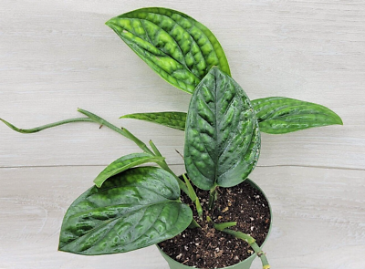 #ad Monstera Peru Rare Monstera Karstenianum Live houseplant in 4quot; pot $18.99