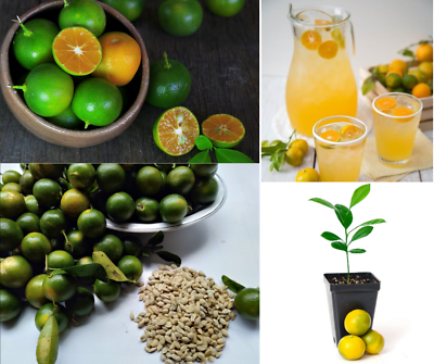 #ad Mandarin Lime Fruit Sweet Narang Citrus Natural Ceylon Fresh 20 Seeds New $9.98
