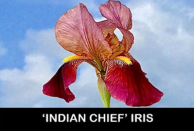 #ad 🌱 1 INDIAN CHIEF IRIS Bare Root Plant Rhizome Flowers Perennial USA Grower $28.00