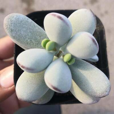 #ad Cotyledon Orbiculata CV. Succulent Plant Rooted in 2quot; Plant Pot For Indoor decor $10.99