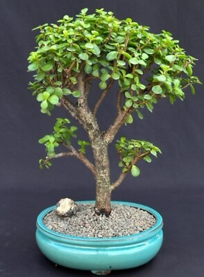 #ad Baby Jade Bonsai Tree 25 yo. Indoor Portulacaria Afra. Great Live Home Decor $414.95