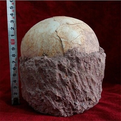 #ad Segnosaur Dinosaur Egg Fossilized Crystallized Fossil Jurassic Cretaceous World $130.49