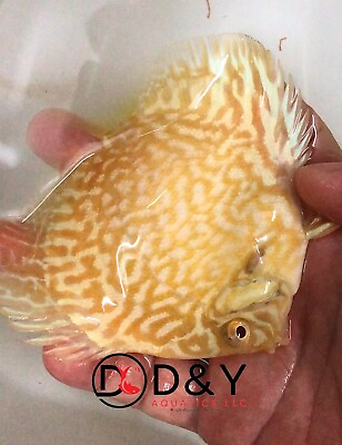 #ad X1 Live Discus Fish Albino Butterfly Discus Boby Size 2.8 3.2in USA Stock $64.99