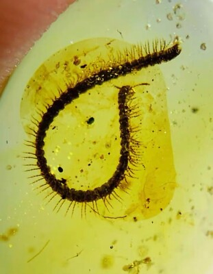 #ad Burmese insects fossil burmite Cretaceous millipede insect amber fossil Myanmar $89.99