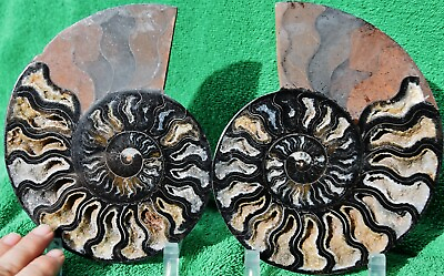 #ad RARE 1 in 100 BLACK Ammonite PAIR Deep Crystals XXLARGE 7.3quot; 185mm a3707xx $229.99