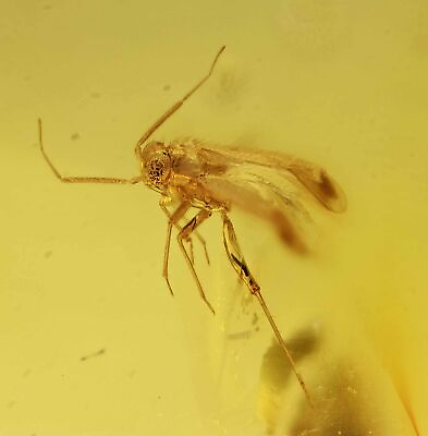 #ad Detailed Orthoptera Cricket Fossil Inclusion in Dominican Amber $75.00
