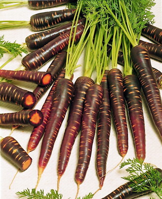 #ad Purple Haze Carrot 100 Seeds NEW Hirt#x27;s Gardens $2.99