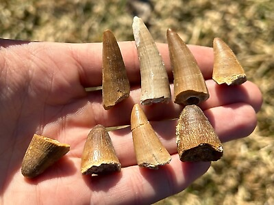 #ad Fossil Crocodile Tooth ONE PER PURCHASE Morocco Dinosaur Tooth Cretaceous Croc $7.99