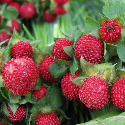 #ad Indian Strawberry 100 seeds BOGO 50% off SALE $3.79