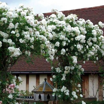 #ad Double White Climbing Rose 25 Pure Seeds Flower Bush Perennial Shrub USA $4.50
