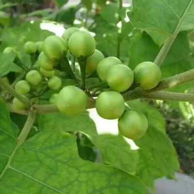 #ad 1000 Small Turkish Berry Solanum Torvum Pea Eggplant Seeds 100% Original $69.90