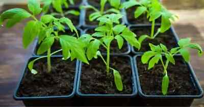 #ad Live Plants Vegetable Fruit Herb Plants 30 45 days old 3quot; to 6quot; tall $3.00