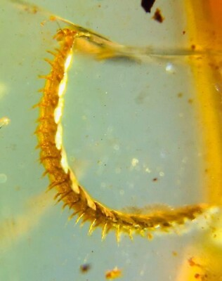 #ad Burmese insects fossil burmite Cretaceous millipede insect amber fossils Myanmar $59.99