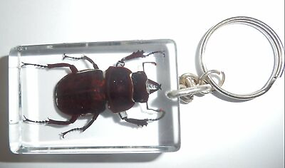 #ad Insect Key Ring Black Stag Beetle Female in Clear Rectangular Block 5 pieces Lot $24.00