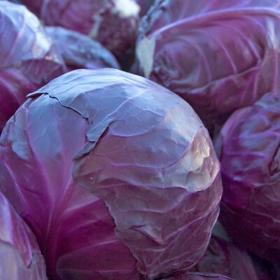 #ad 200 Red Acre Cabbage Seeds Heirloom NON GMO FRESH $2.38