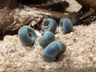 #ad 7 Blue Ramshorn Snails Medium Size Plus FREE Calcium Sample $15.00