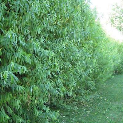#ad 10 Hybrid Aussie Willow Trees Fast Growing Privacy and Shade Easy to Grow $13.96