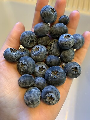#ad 50 🫐 Blueberry Seeds Homegrown Edible Bush Garden Vine Fruit Organic USA Berry $2.99