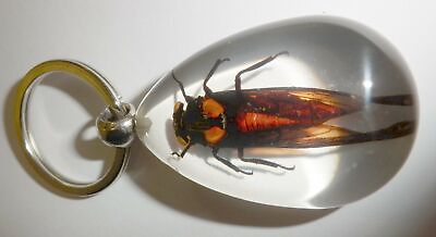 #ad Insect key ring Red Cicada Huechys sanguine Specimen SK09 Clear $13.00
