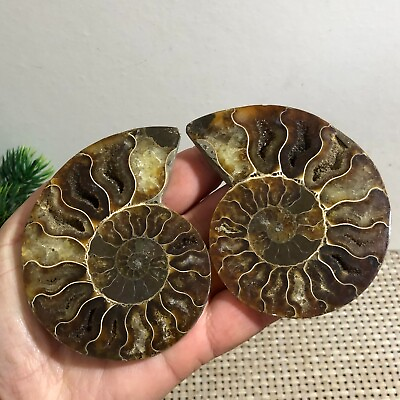 #ad 1 pairs of Split Ammonite Specimen Shell Healing Madagascar 150g h012 $29.25
