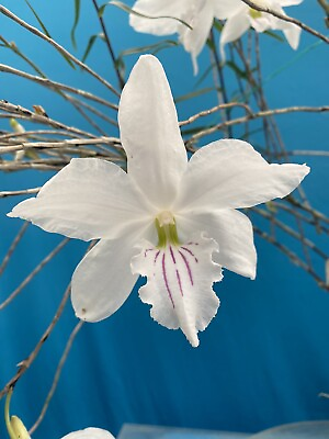 #ad Dendrobium papilio White Purple Orchid Species Large Form Seeding 1.5 2” Pot $34.99