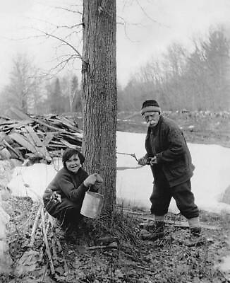 #ad An old man makes a hole bark a maple tree retrieve sugar that will Old Photo AU $9.00