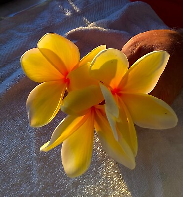 #ad Plumeria 1 RARE Amir#x27;s Sunset with White and Hints of Pink U.S. Grower U.S.A $14.95