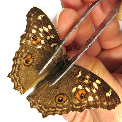 #ad MALE insect unmounted folded butterfly Nymphalidae junonia hierta China #769 $4.99