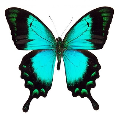 #ad Papilio lorquinianus ONE REAL BUTTERFLY BLUE GREEN INDONESIA WINGS CLOSED $18.00