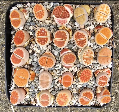#ad 25 pcLiving stone .lithops succulent plant Size bare Root Shipping $149.99