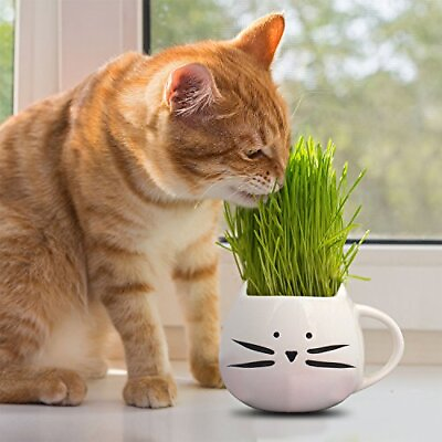 #ad Cat Grass Seeds Heirloom Non GMO Free Shipping Herb Seeds 1173 $2.19