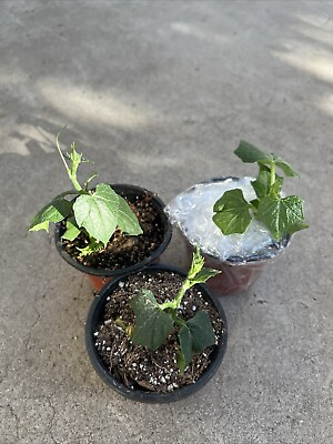 #ad 3 Pcs Chayote Squash Mirliton Live Plant With Pot Ready To Plant $75.99