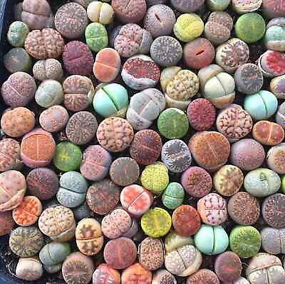 #ad Mixed Succulent Plant Seeds Living Stones Lithops Seeds. 100pcs pack $7.99