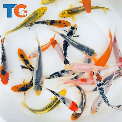 #ad Toledo Goldfish LIVE Standard Fin Koi $382.80